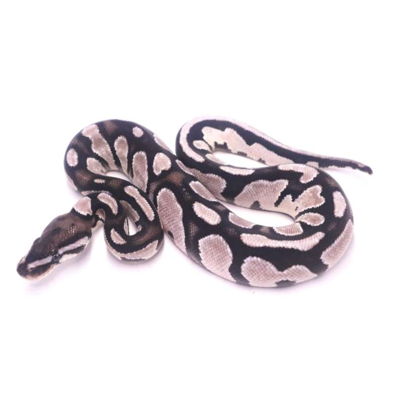 Orange dream axanthic het pied