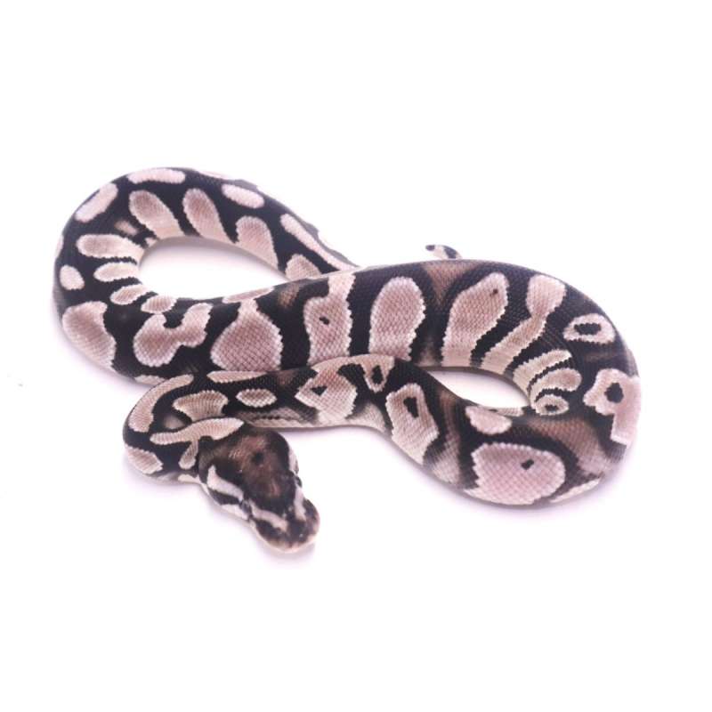 Orange dream axanthic het pied