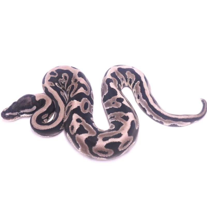 Leopard axanthic het pied