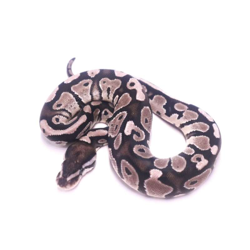 Axanthic het pied
