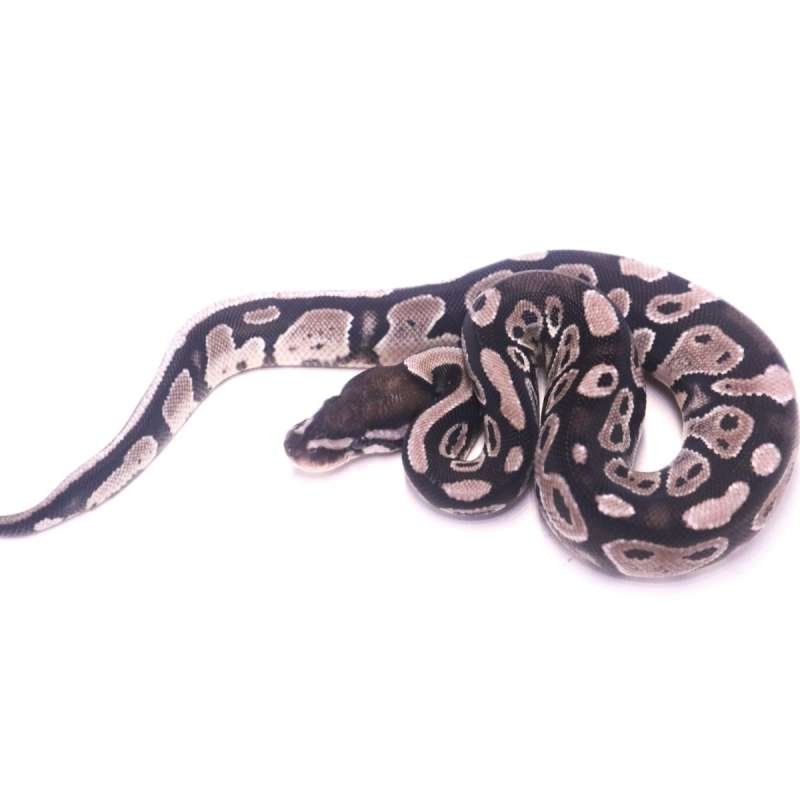 Axanthic het pied