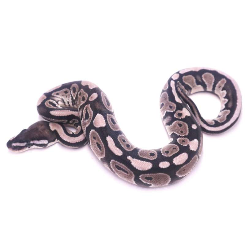 Axanthic het pied