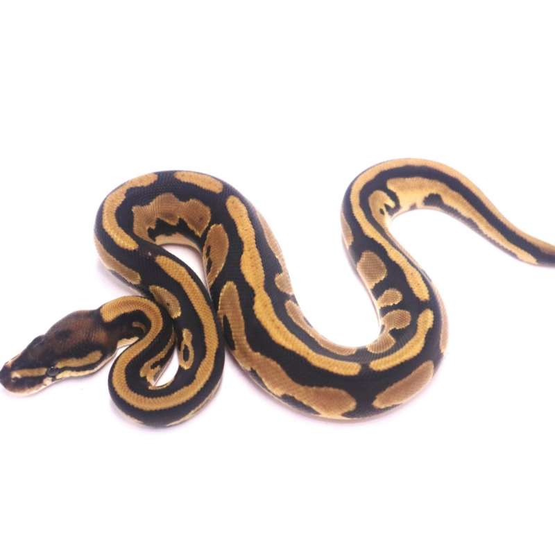 Orange dream leopard het axanthic pied