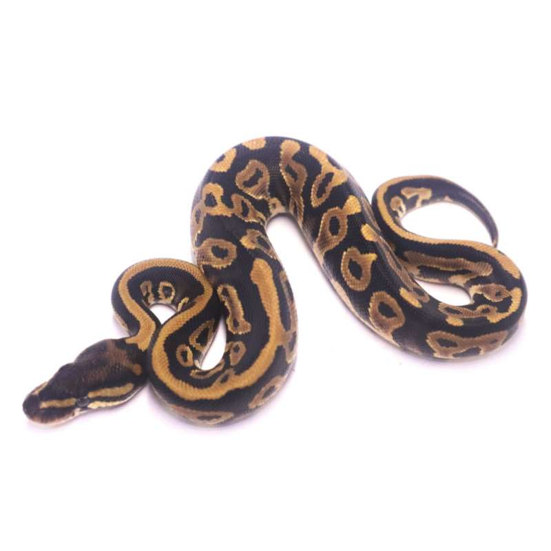 Leopard het axanthic pied