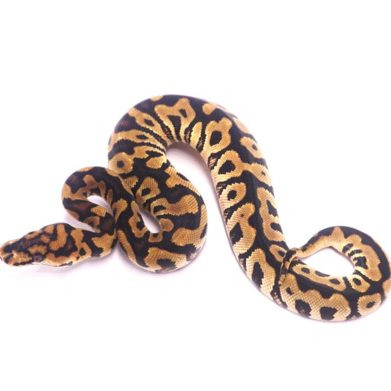 Spotnose spectre clown