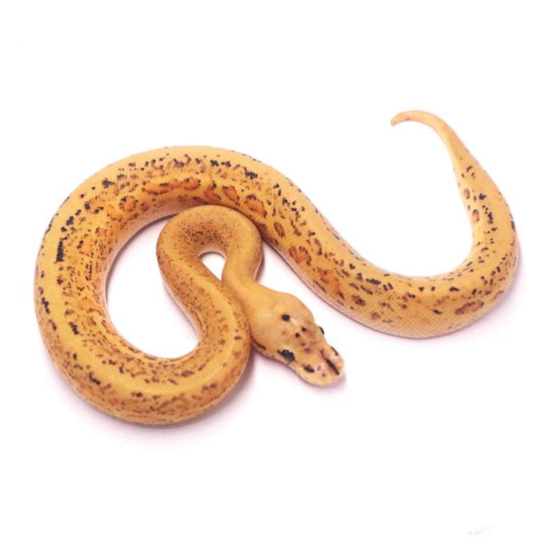 Super stripe spotnose confusion orange dream het clown
