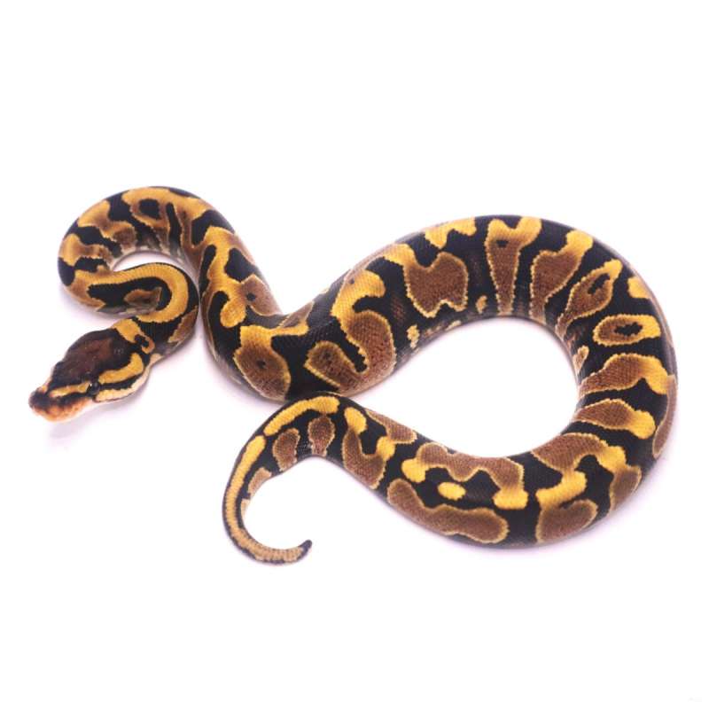 Jaguar yellow belly het clown