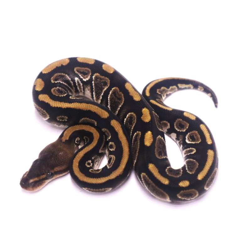 Mahogany het clown poss het axanthic desert ghost
