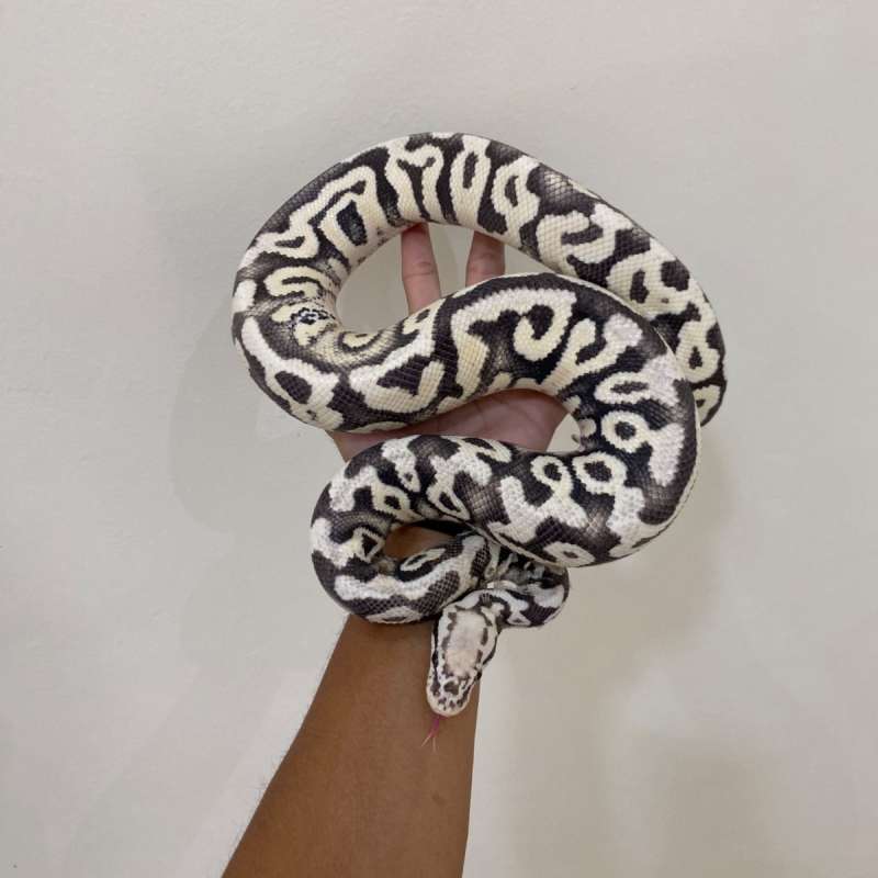 Super Pastel Dessert Ghost Proven