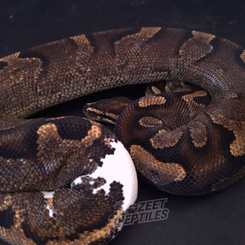 Proven - Calico Yellow Belly