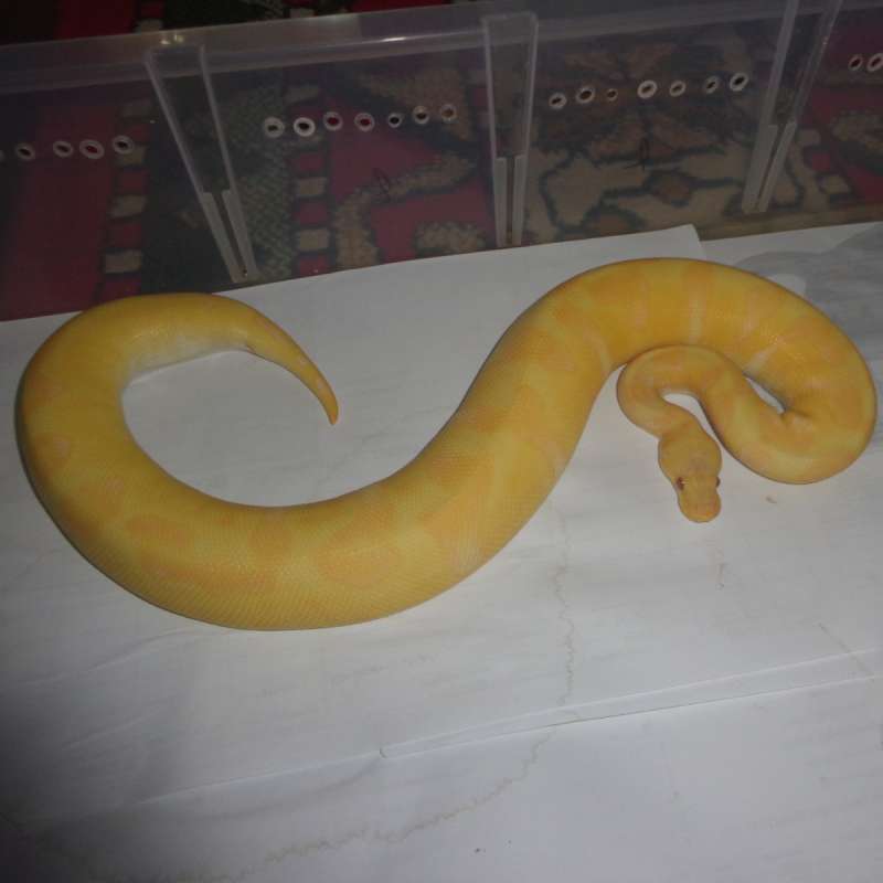 enchi pastel grail