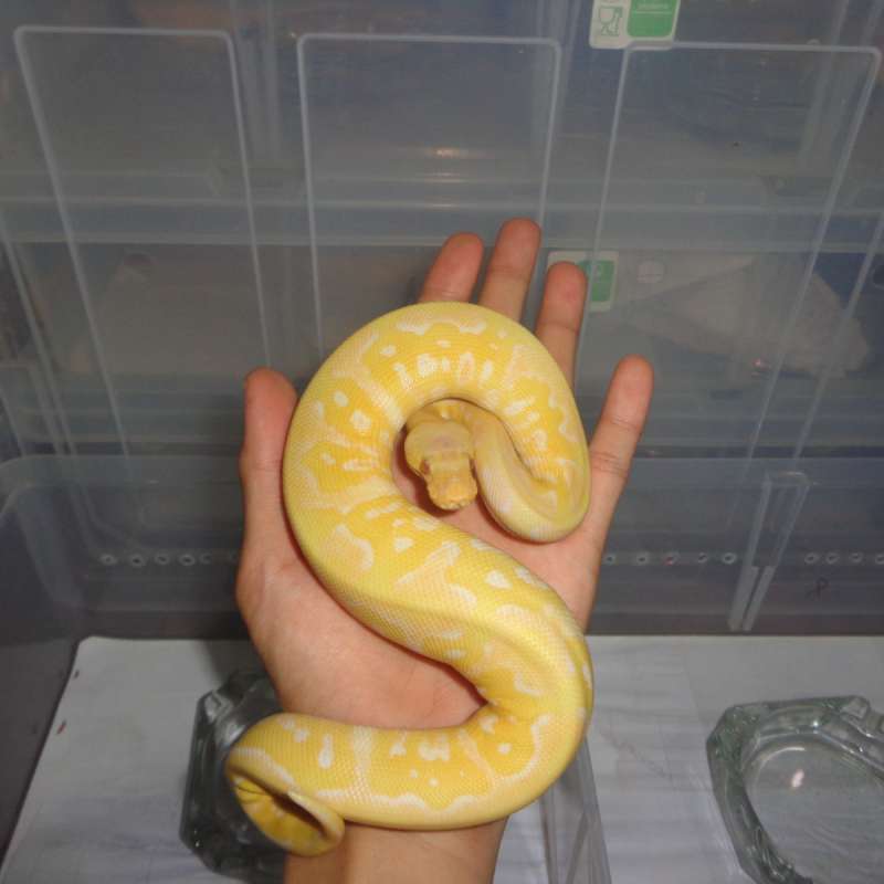 pastel grail