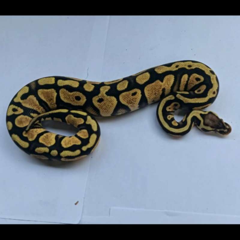 Firefly Enchi Yellow Belly het Lavender ph Clown