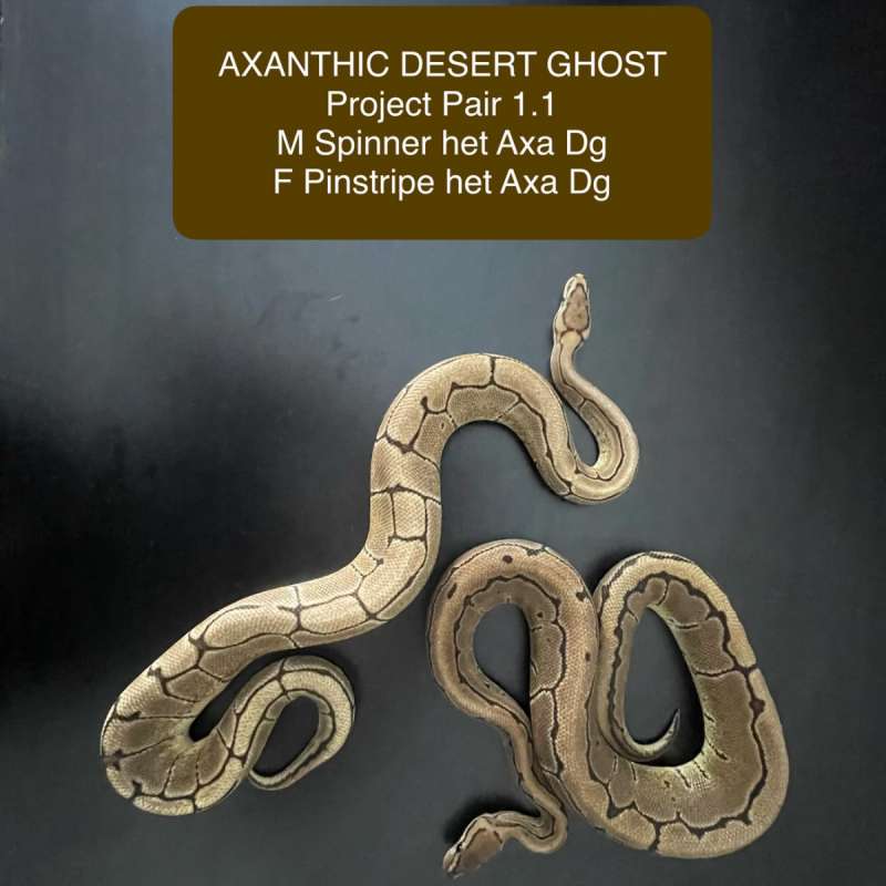 Axanthic Desert Ghost Project