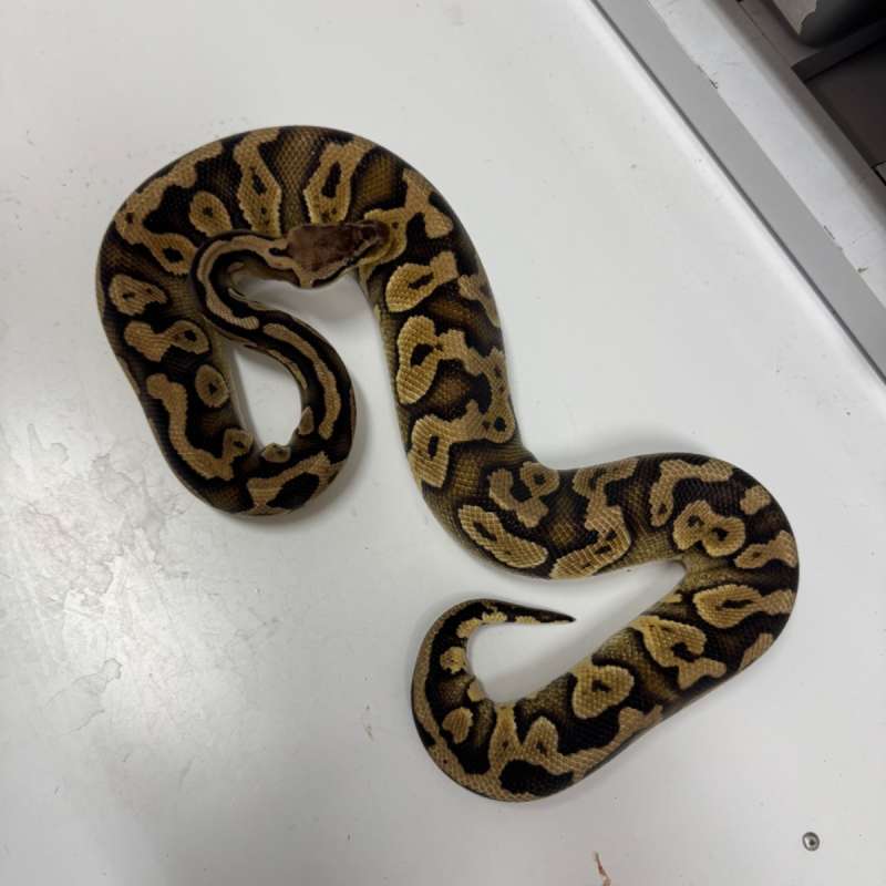 Female Wookie Pastel 100% Het Clown