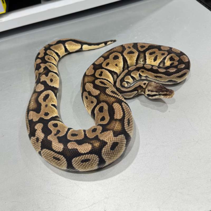 Female Pastel 100% Het Cryptic 100% Het DG
