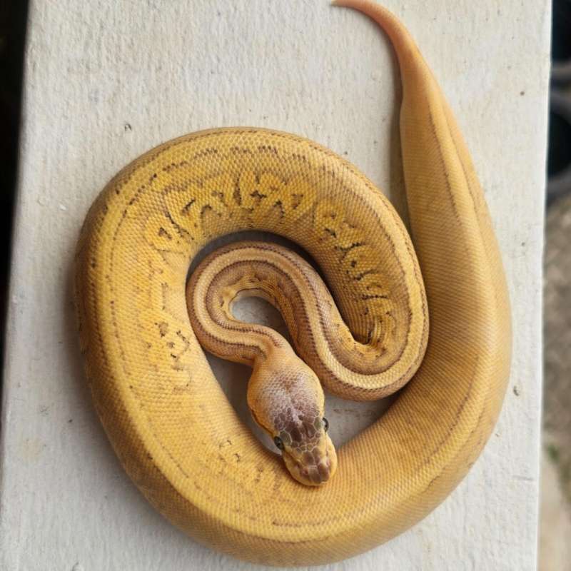 BANANA MOJAVE PINSTRIPE YELLOW BELLY PASTEL HET PIED POSS HET LAVENDER