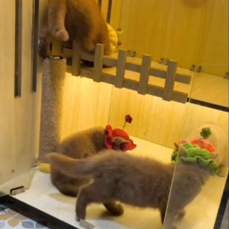 BSH cinamon Pedigree
