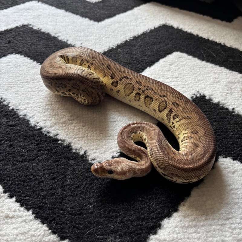 Leopard cinnamon pastel clown - M
