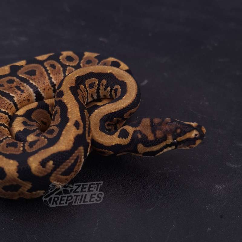 Spotnose het Desert Ghost