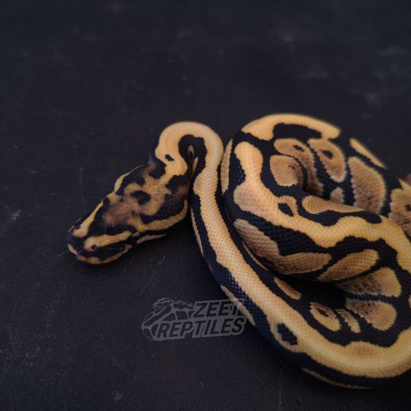 Spotnose Desert Ghost