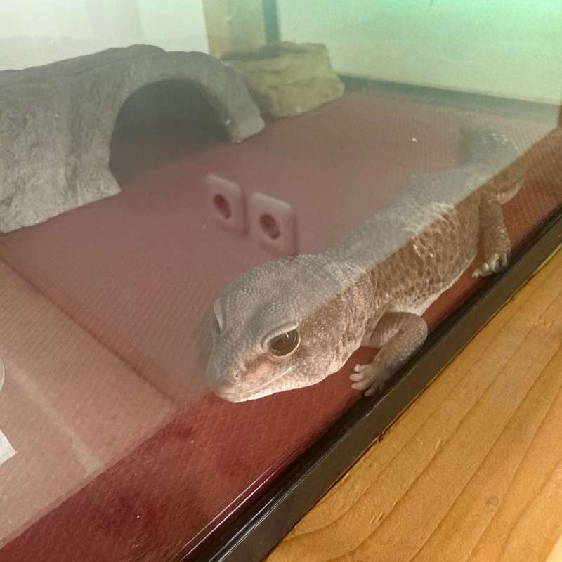 African fat tail gecko