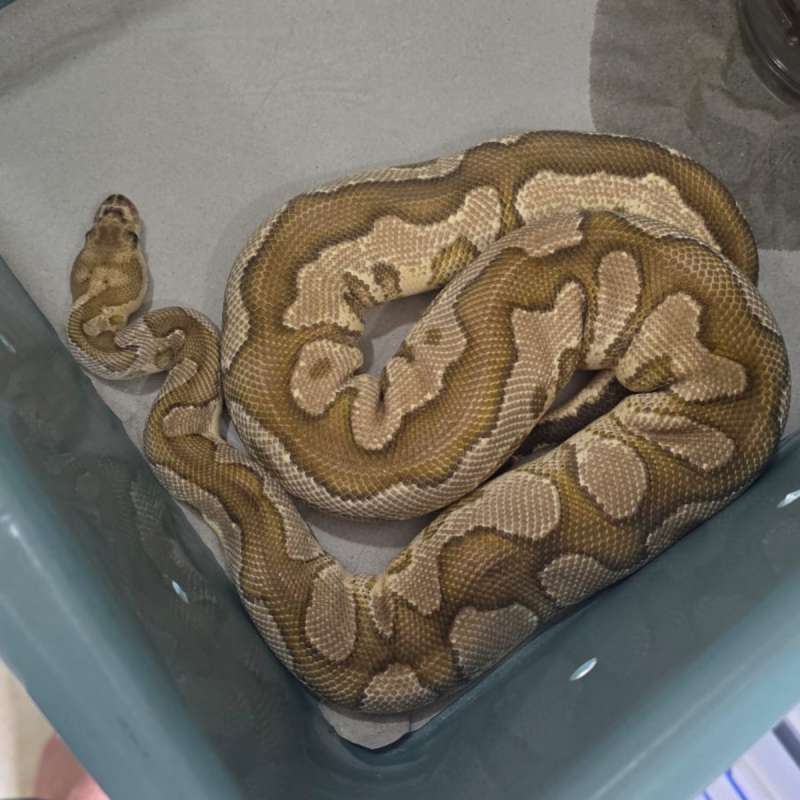 Leopard spotnose yellow belly clown
