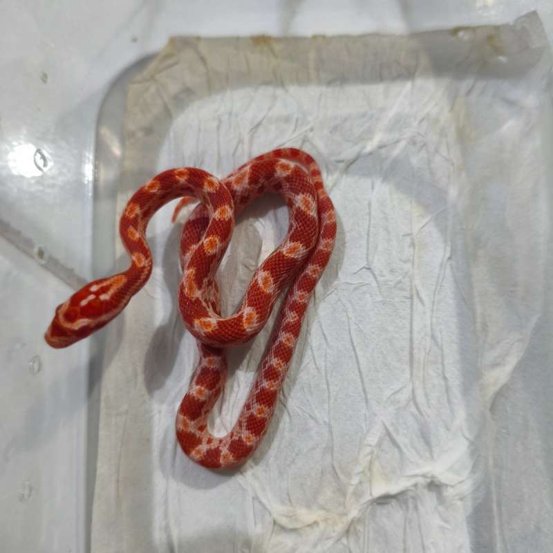 Cornsnake Amel