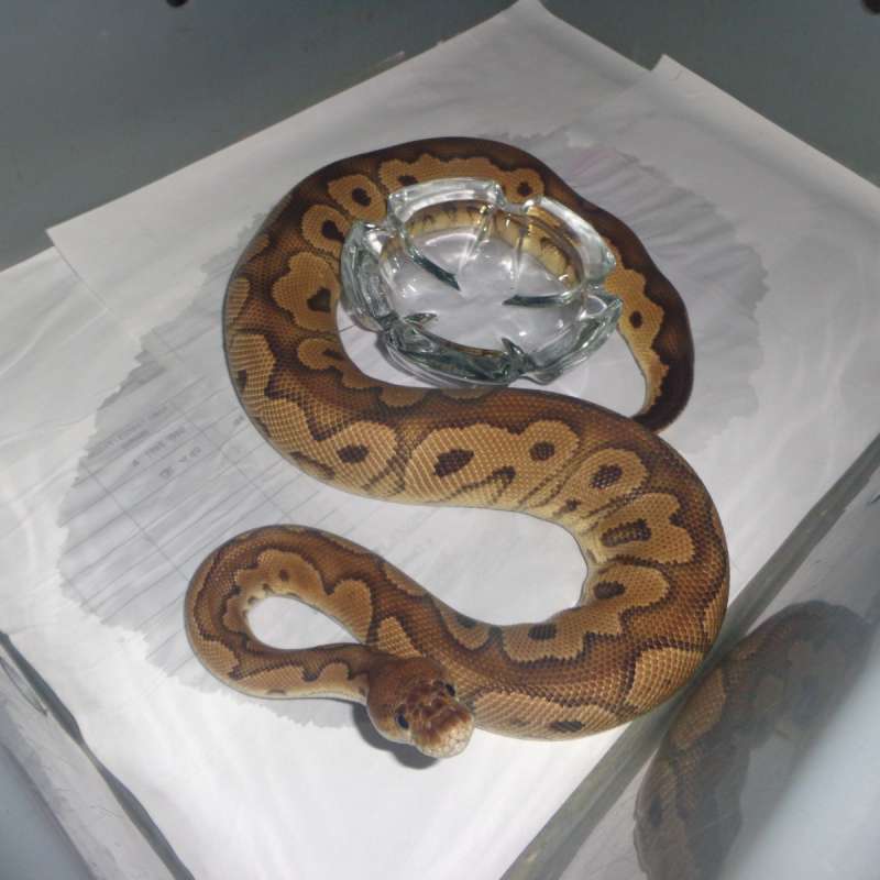 black pastel clown het hypo