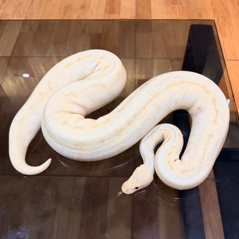 Pastel lesser enchi pinstripe fire leopard