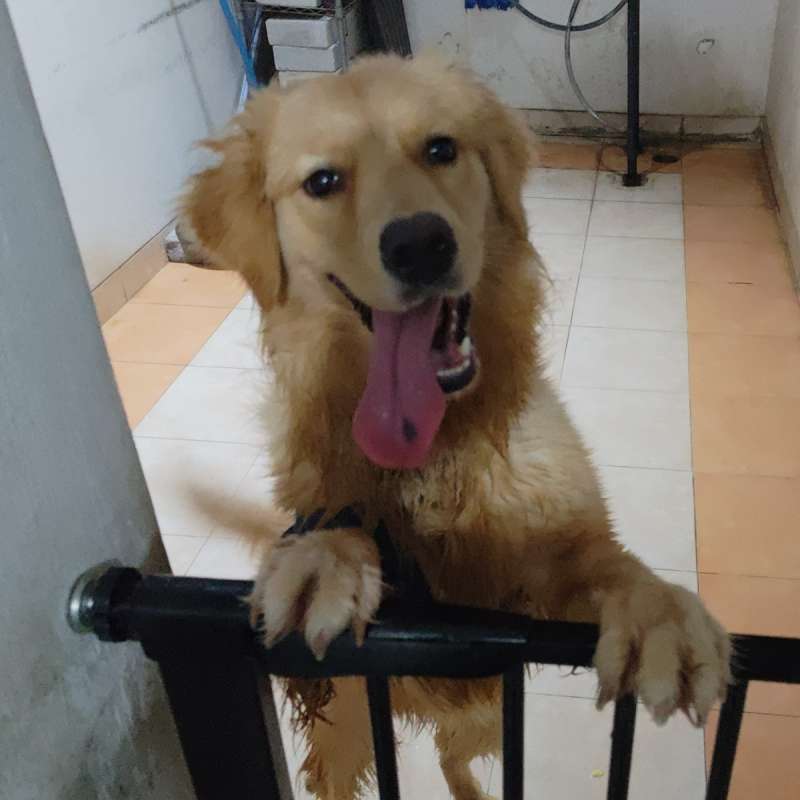 Golden Retriever Betina 1 Tahun Ped