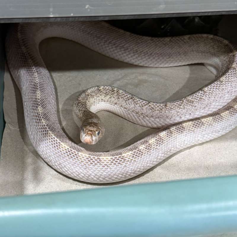 Bull snake whiteside