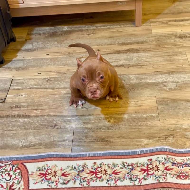Anakan American Bully Micro