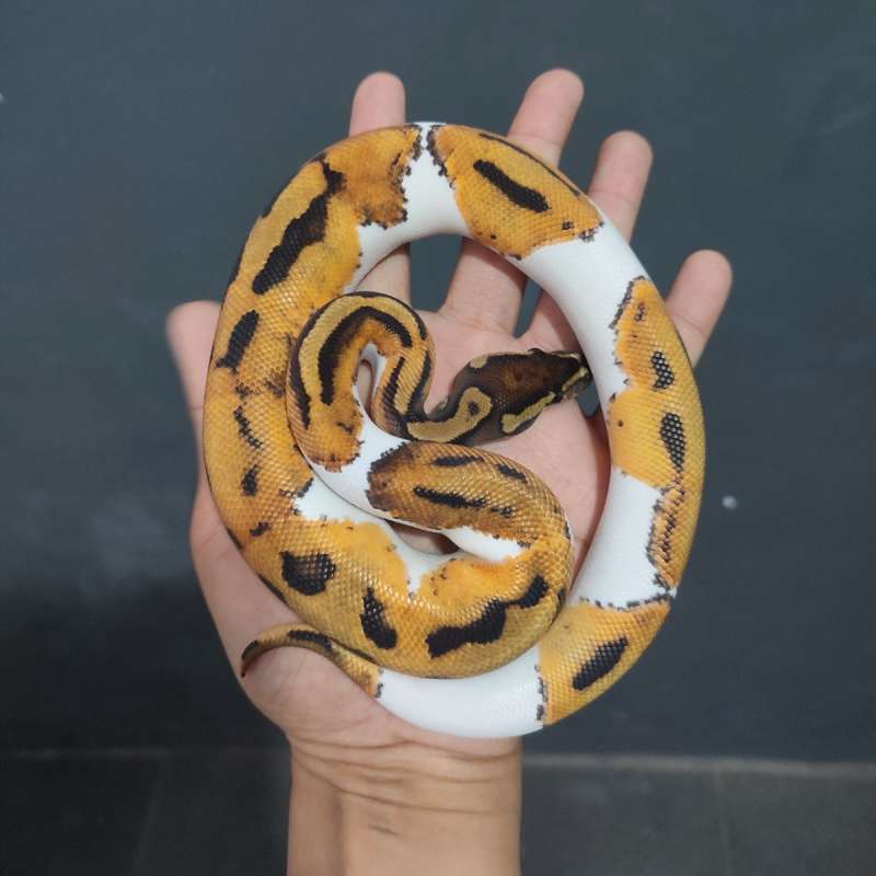 Pied poss het Lavender