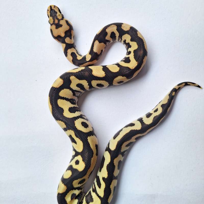Spotnose Desert Ghost Clown