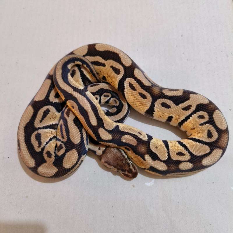 Male Pastel poss DH Clown Pied
