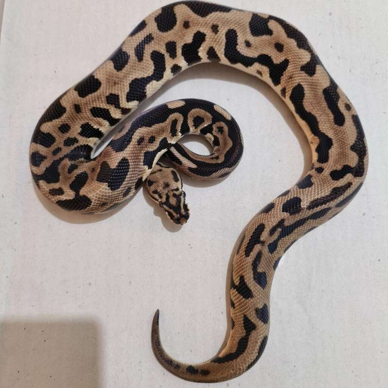 Female Spotnose Leopard het DG