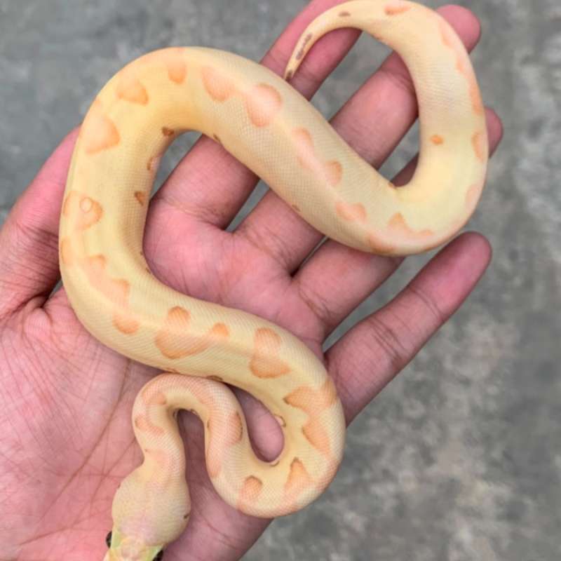 Banana Pastel Enchi Clown
