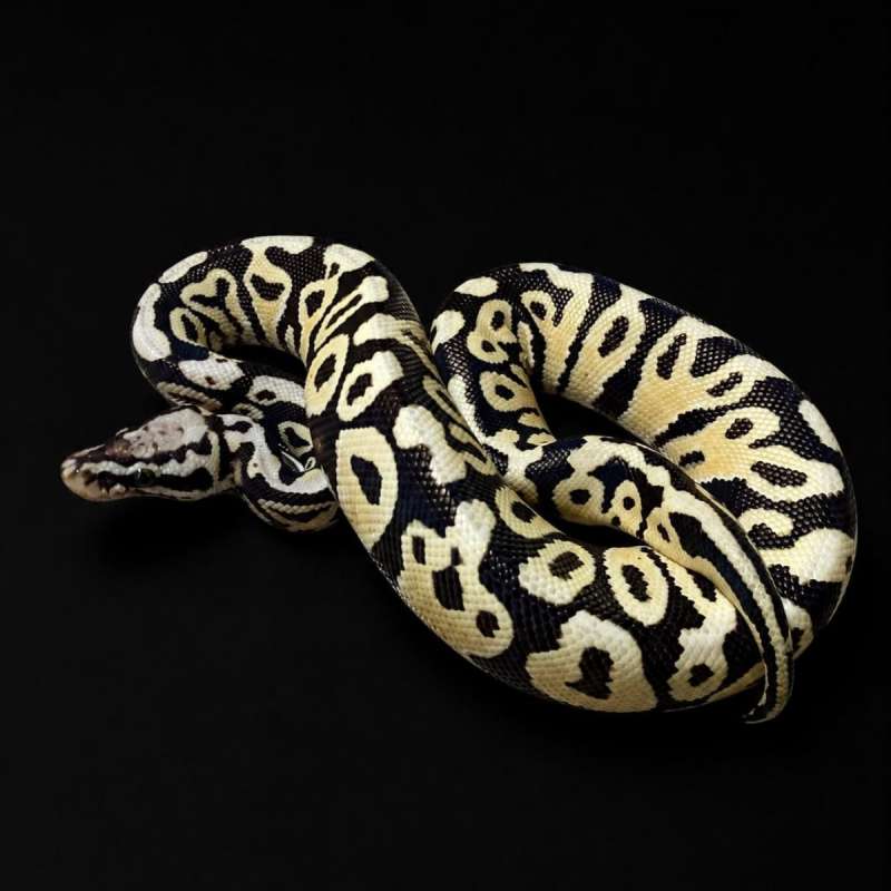 Pastel Spotnose DG Ph Clown