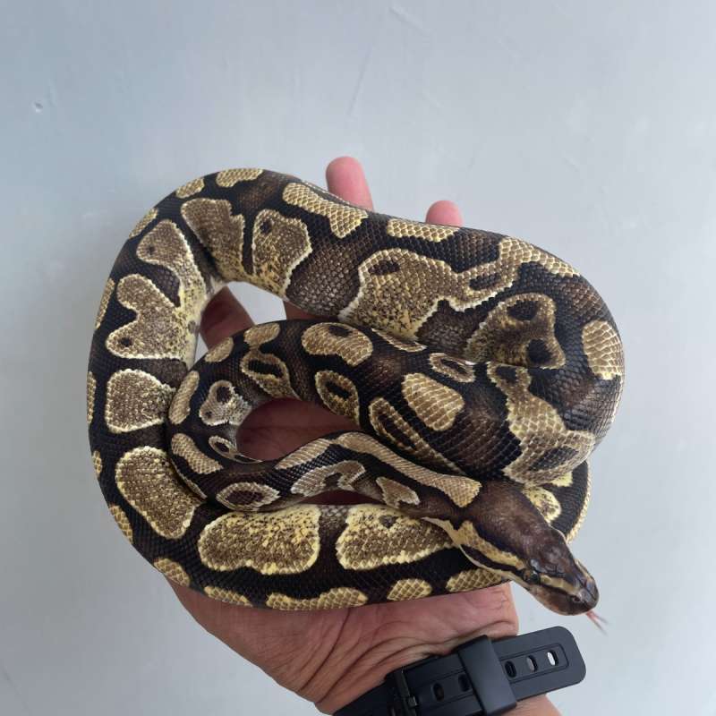 Female Enchi 100% Double Het DG Cryptic