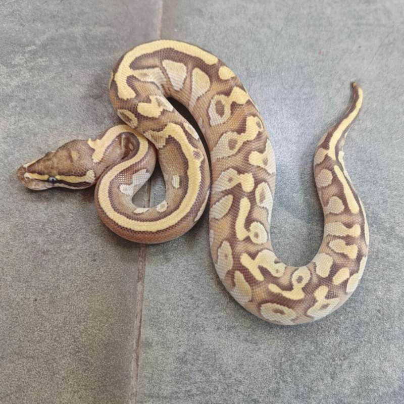 Orange Dream Enchi Mojave 66% Het Clown 50% Het Hypo