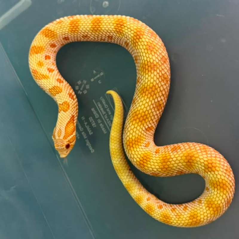 1.0 albino conda hognose juve