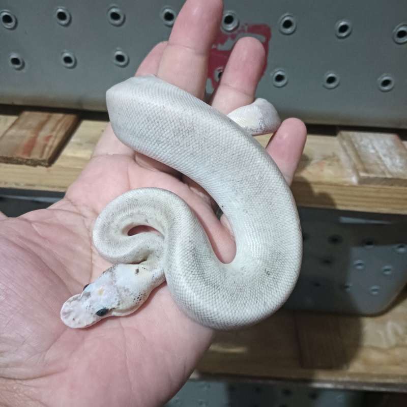 silver bullet Mojave fire