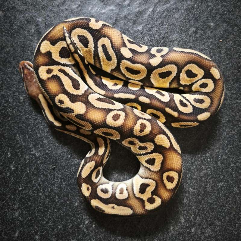 Pastel mojave het 66 monsoon 50  clown