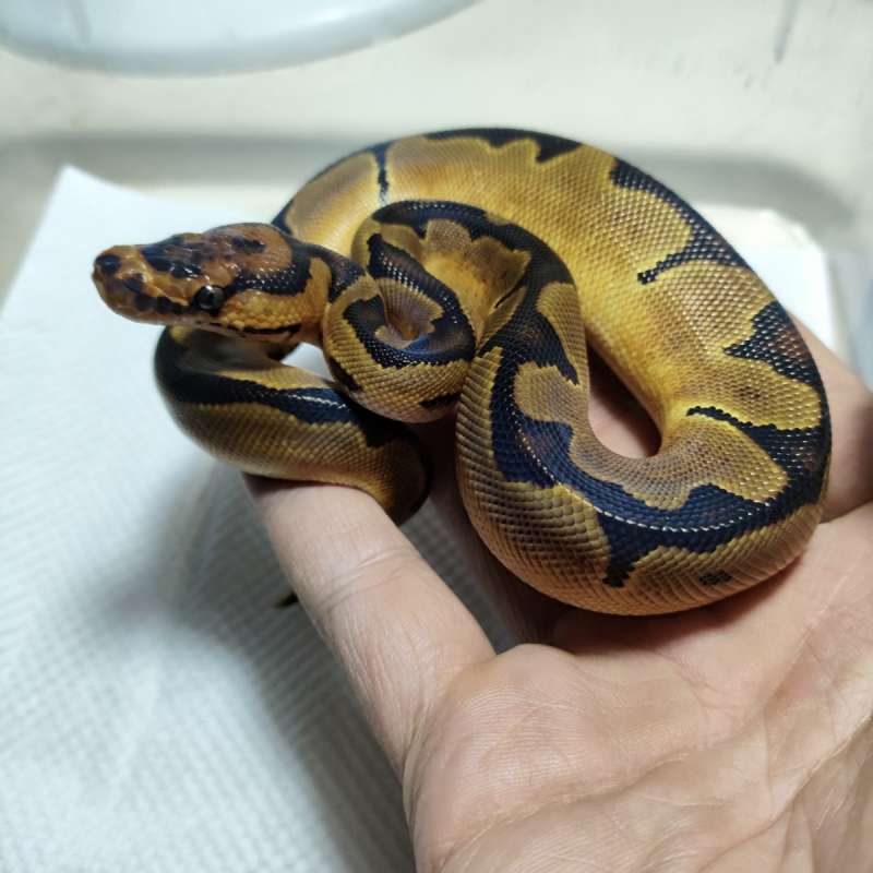 Orangedream Clown