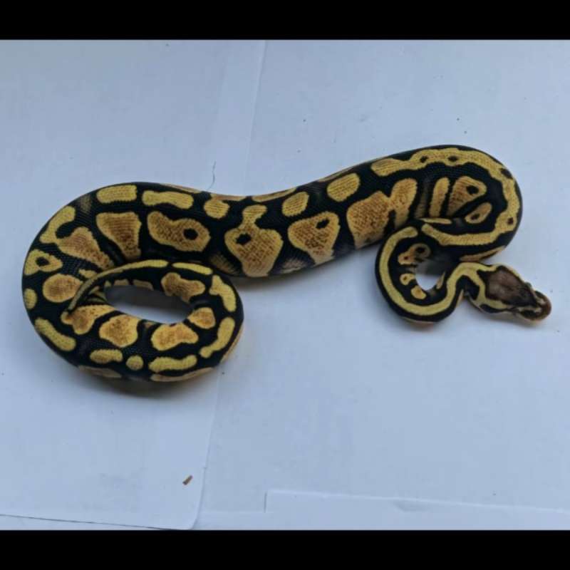 Firefly Enchi Yellow Belly het Lavender ph Clown