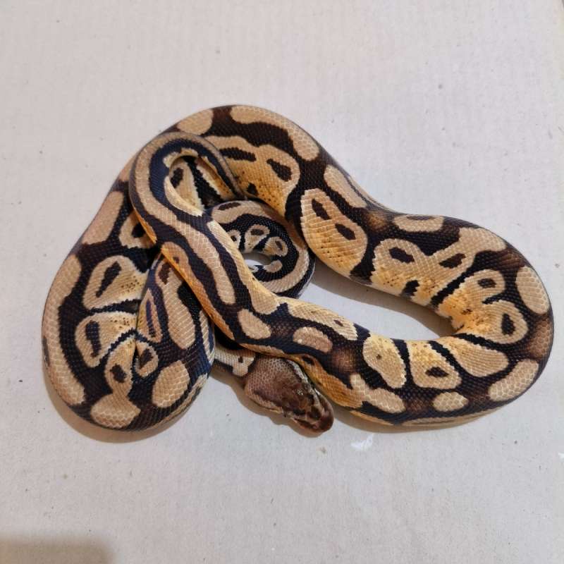 Male Pastel poss DH Clown Pied