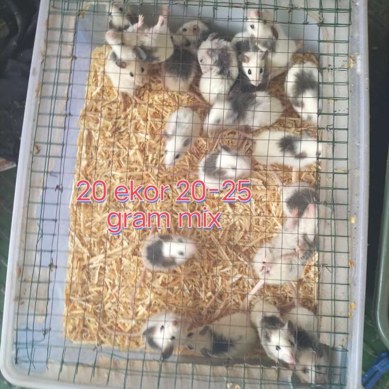 ASF PAKAN REPTIL 20G-25G MIX