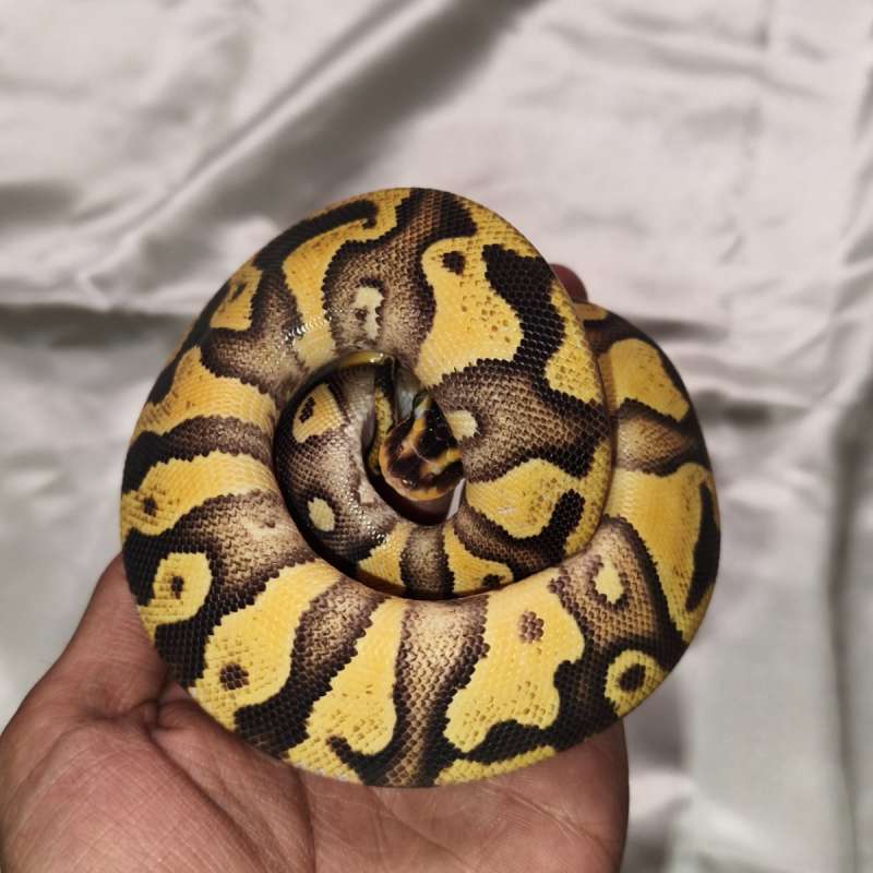 Orange Dream Firefly 66% Het clown
