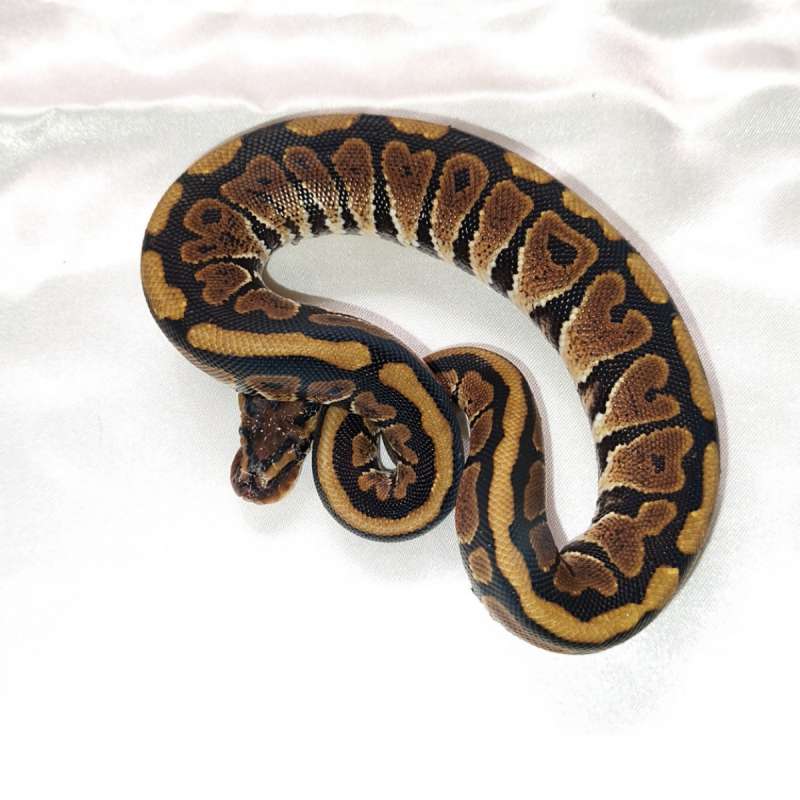Spotnose Het Clown Poss Het pied